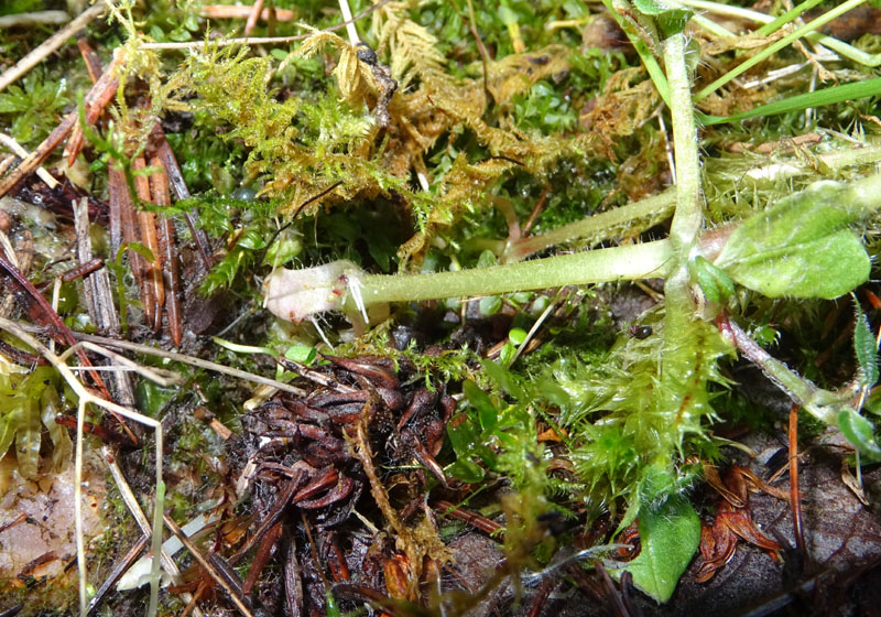 Stellaria nemorum subsp. nemorum / Centocchio dei boschi